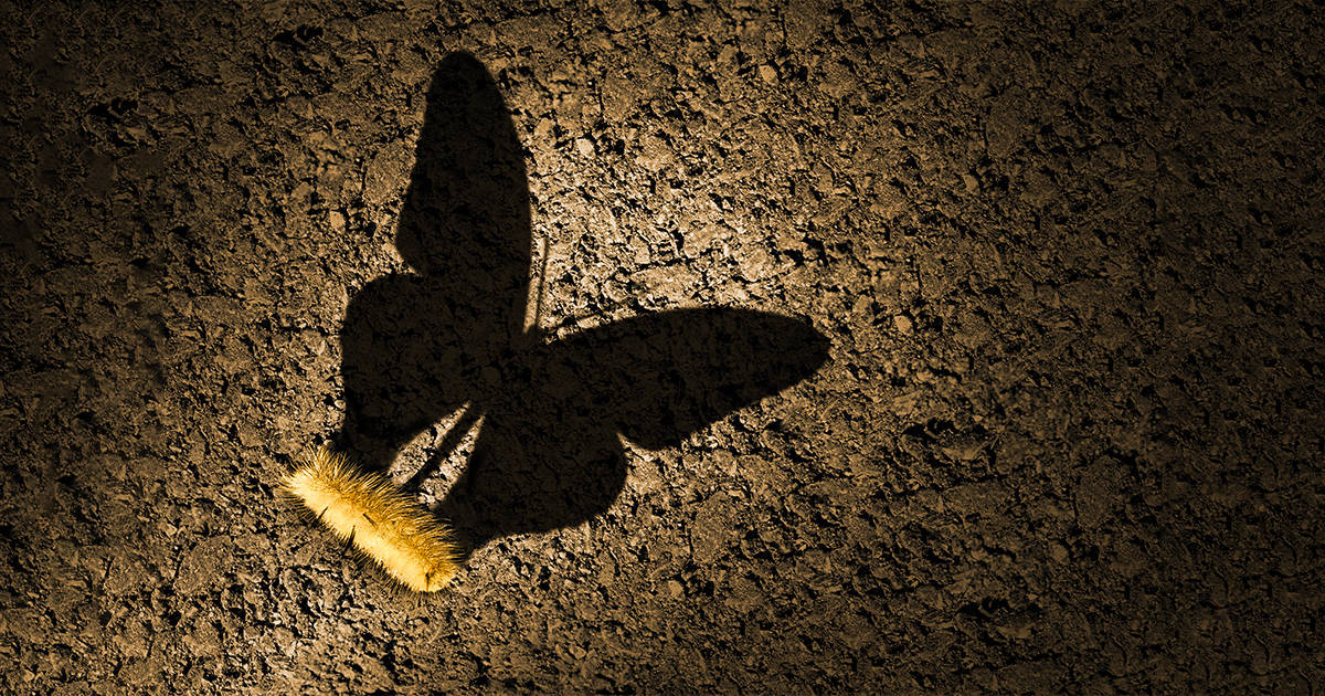 butterfly growth